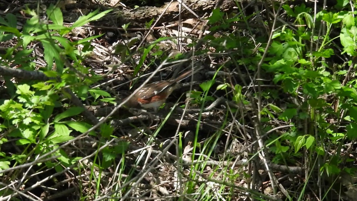 Spotted x Eastern Towhee (hybrid) - Clayton Will