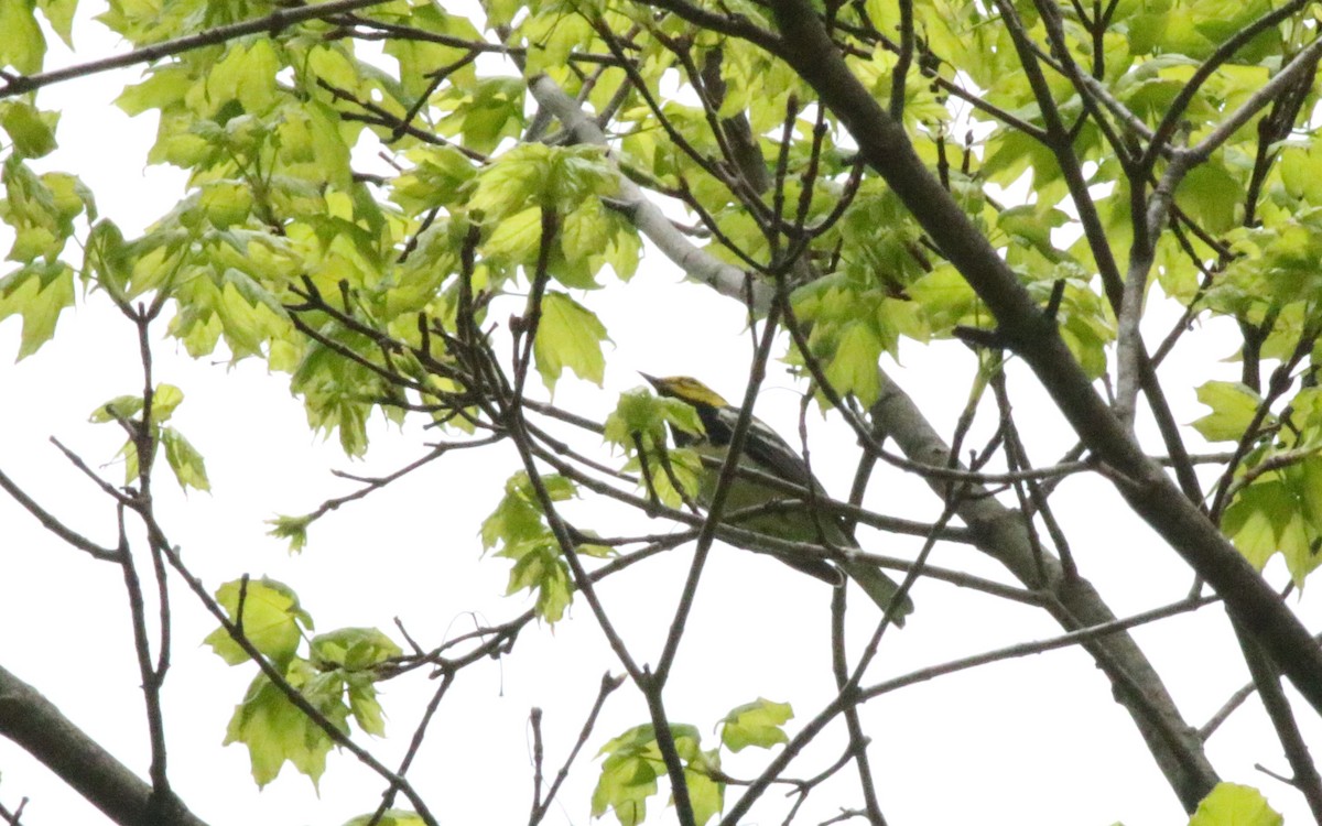 Black-throated Green Warbler - ML618643634
