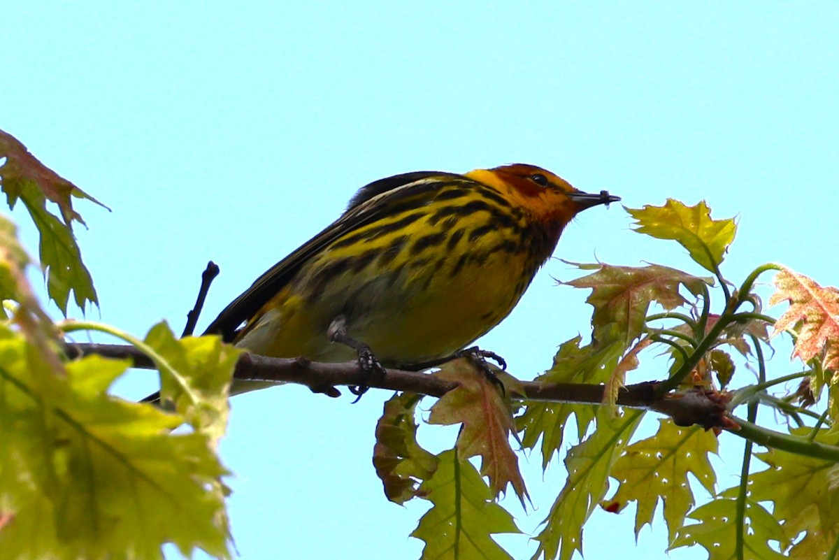 Cape May Warbler - ML618643653