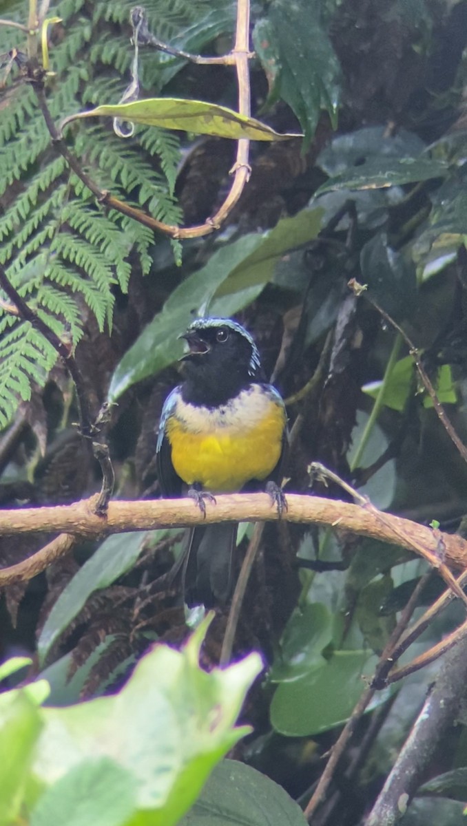 Buff-breasted Mountain Tanager - ML618643654