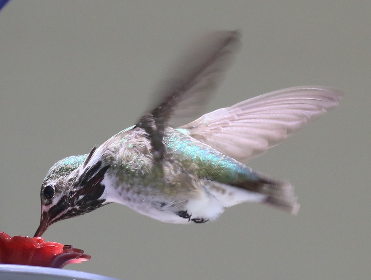 Calliope Hummingbird - ML618643655