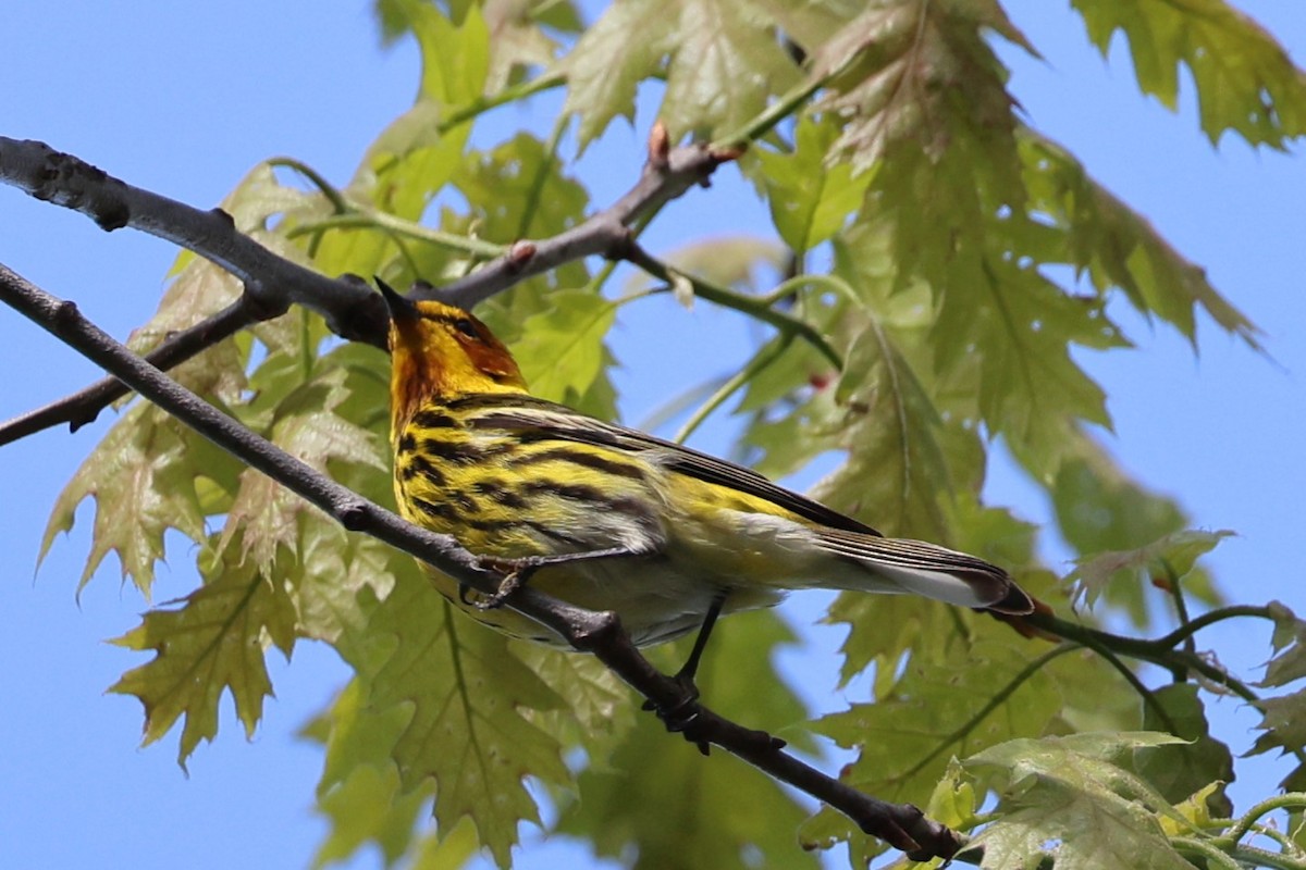 Cape May Warbler - ML618643662