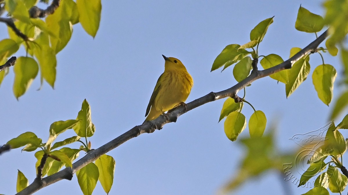 Yellow Warbler - Raymond Paris