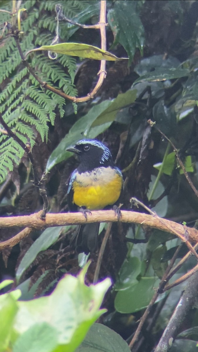 Buff-breasted Mountain Tanager - ML618643664