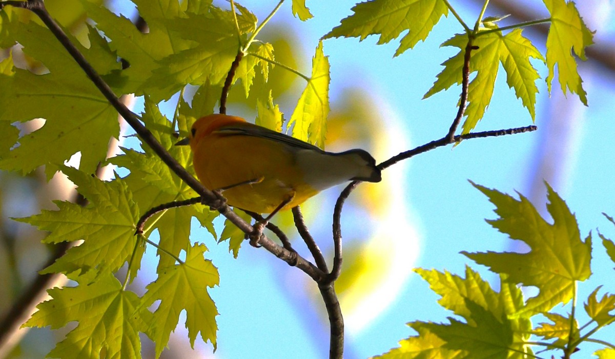 Prothonotary Warbler - ML618643675