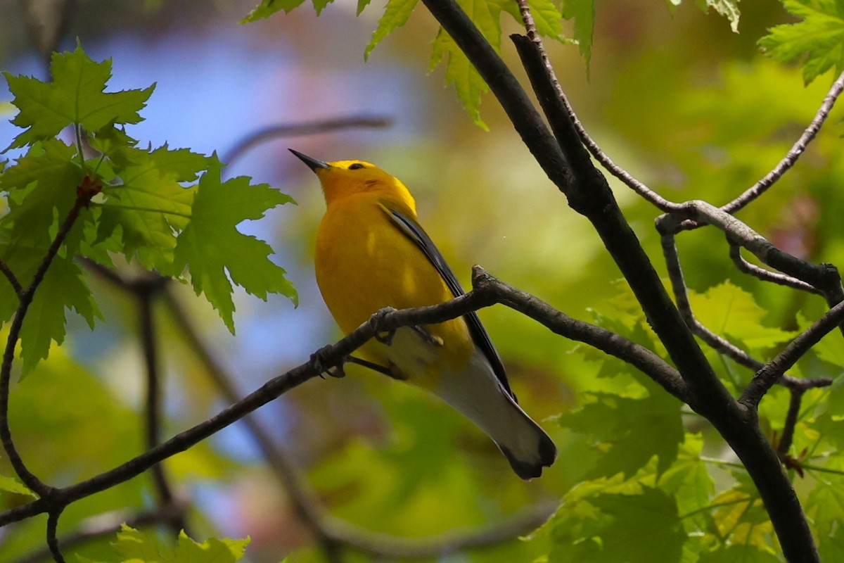 Prothonotary Warbler - ML618643679