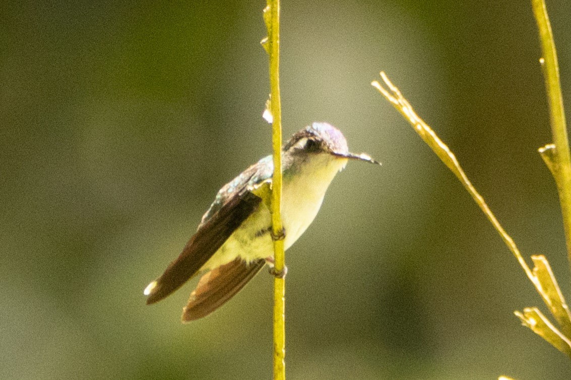 Violet-headed Hummingbird - Matthew Igleski