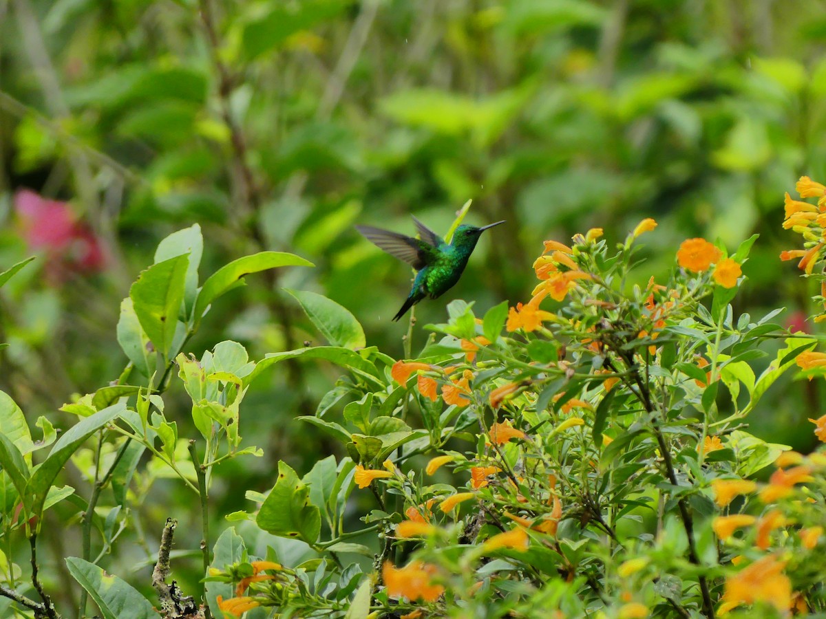 kolibřík blýskavý - ML618643692