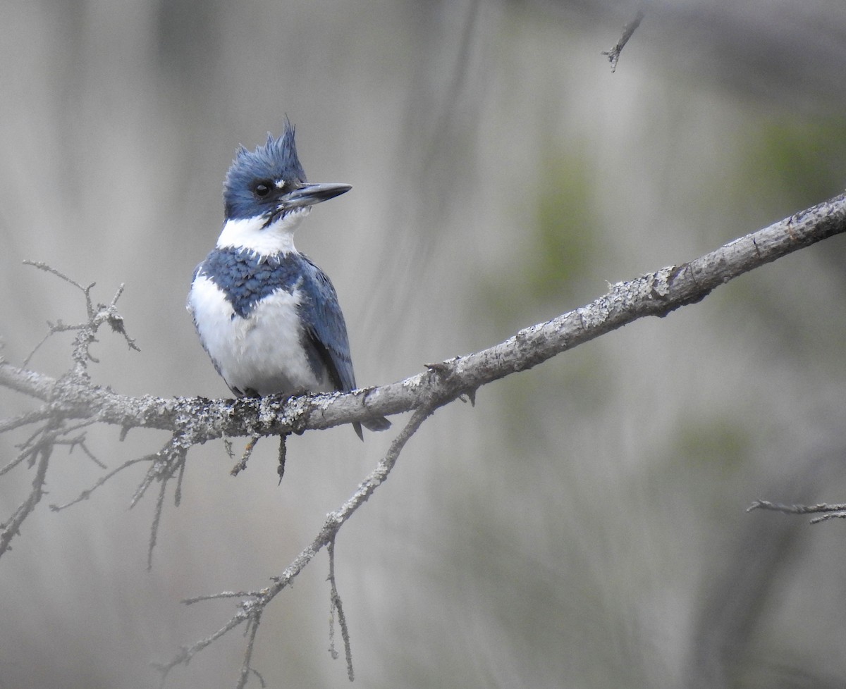 Belted Kingfisher - ML618643717