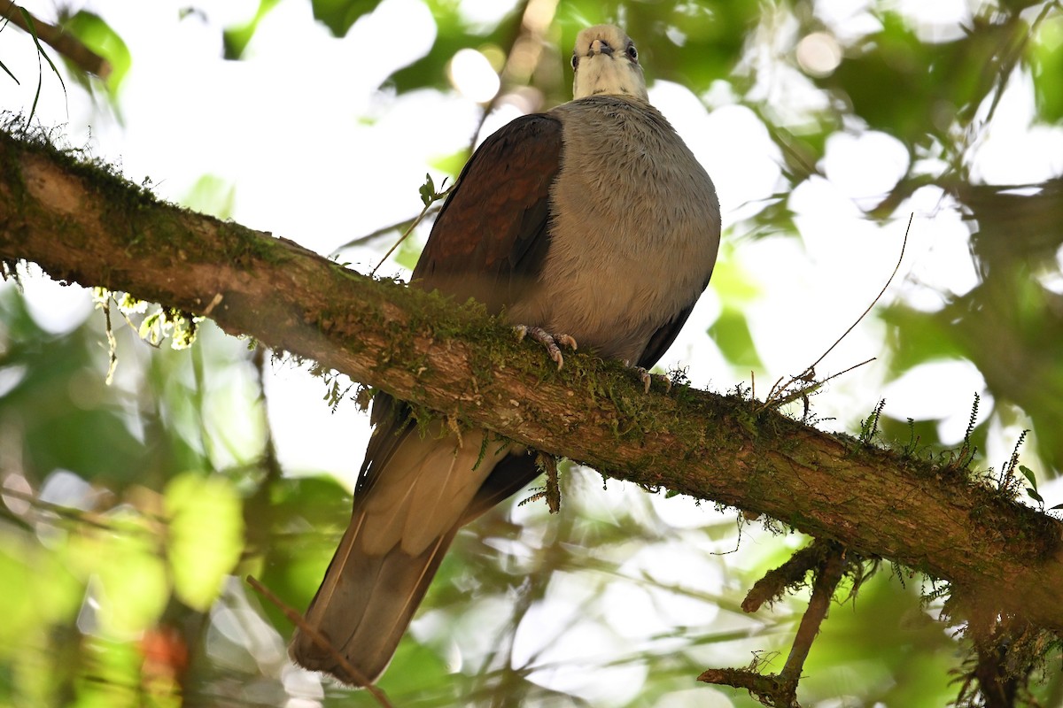 Mountain Imperial-Pigeon - ML618643741