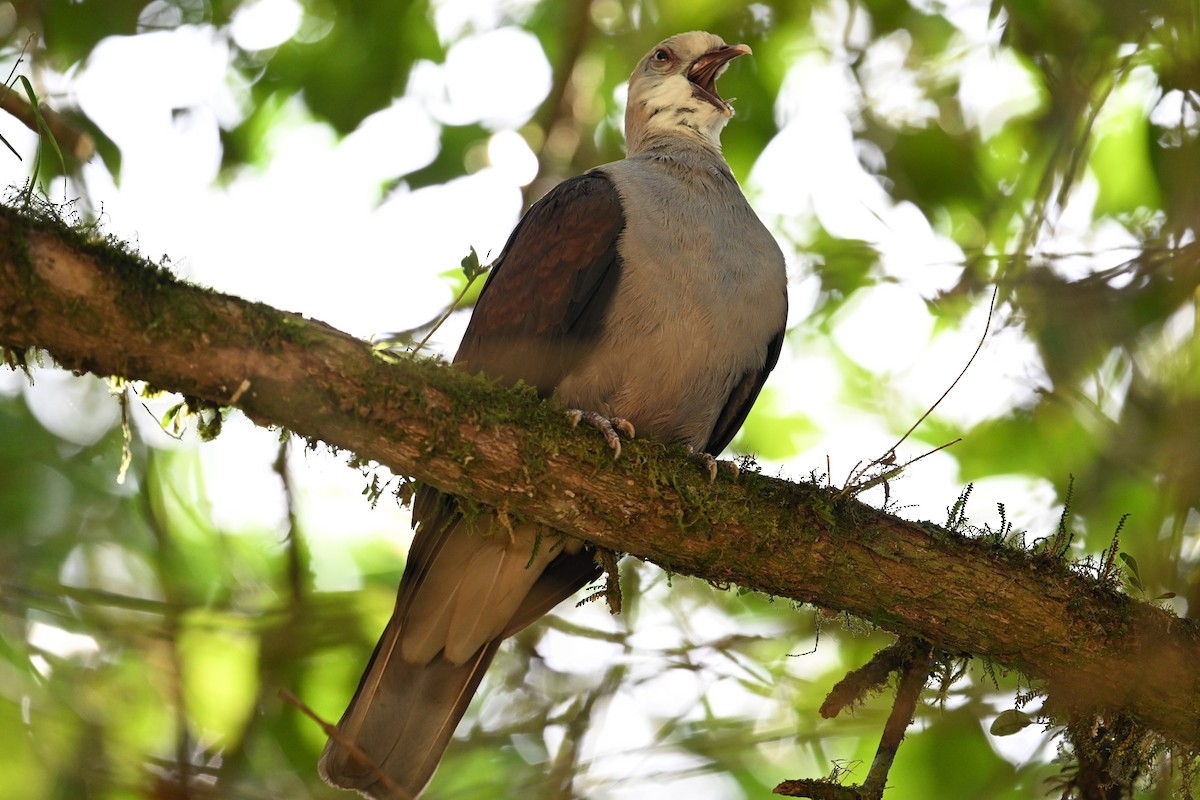 Mountain Imperial-Pigeon - ML618643742