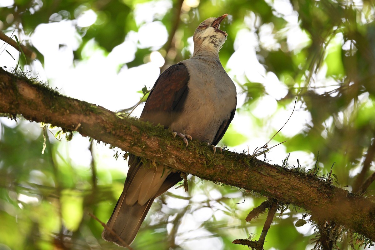 Mountain Imperial-Pigeon - ML618643743