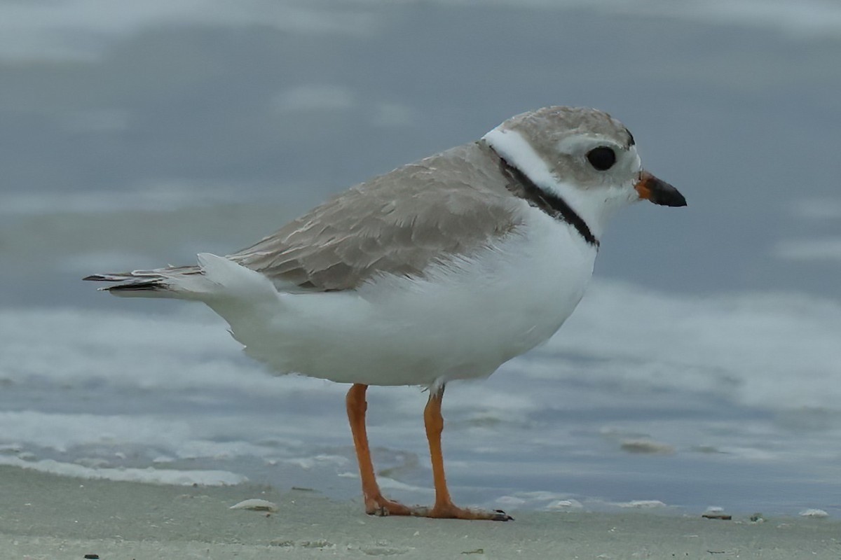 Piping Plover - ML618643815