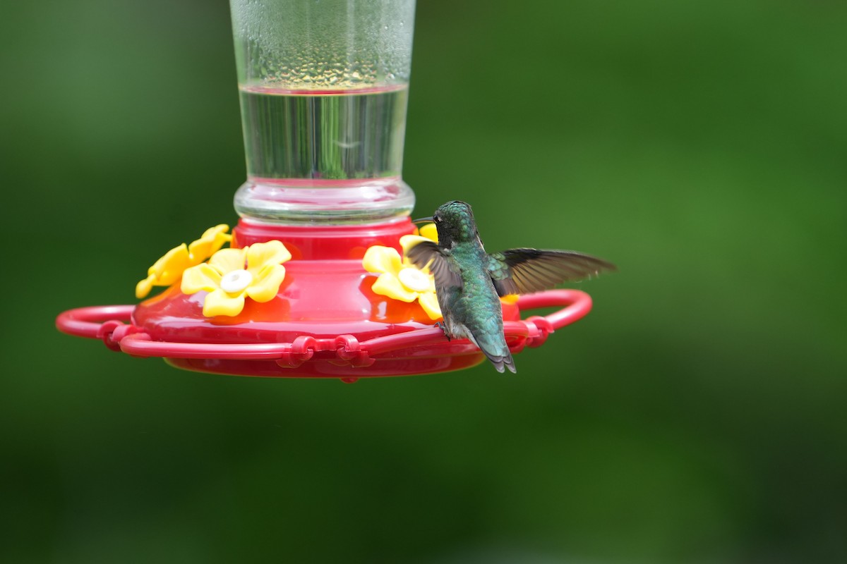 Ruby-throated Hummingbird - ML618643897