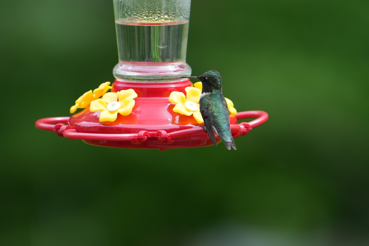 Ruby-throated Hummingbird - ML618643898