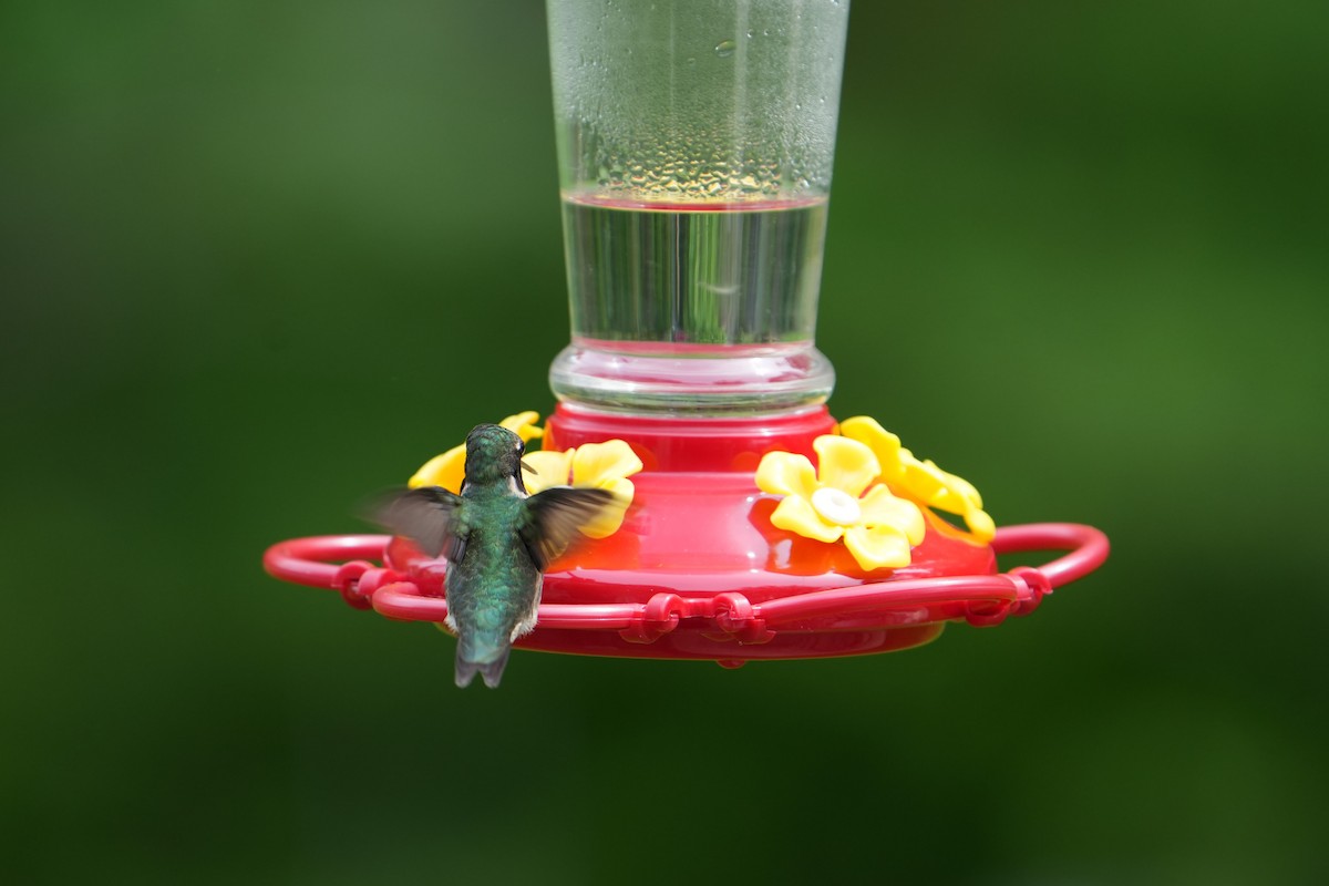 Ruby-throated Hummingbird - ML618643900