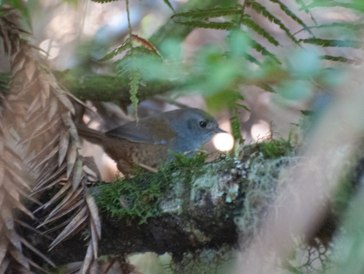 Mouse-colored Tapaculo - ML618643909