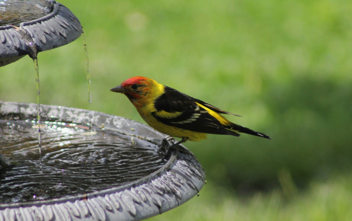 Western Tanager - ML618643959
