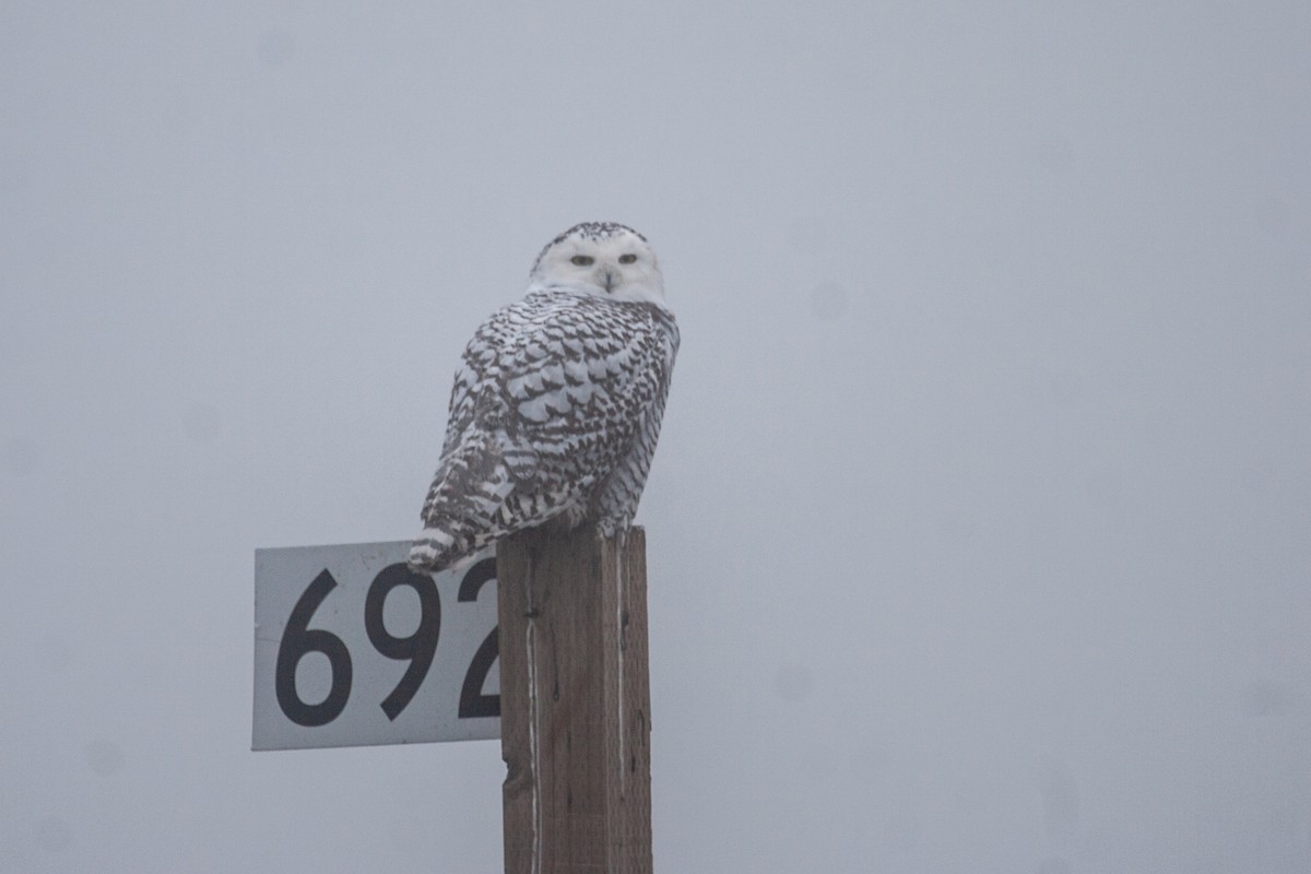 Snowy Owl - Craig Tumer