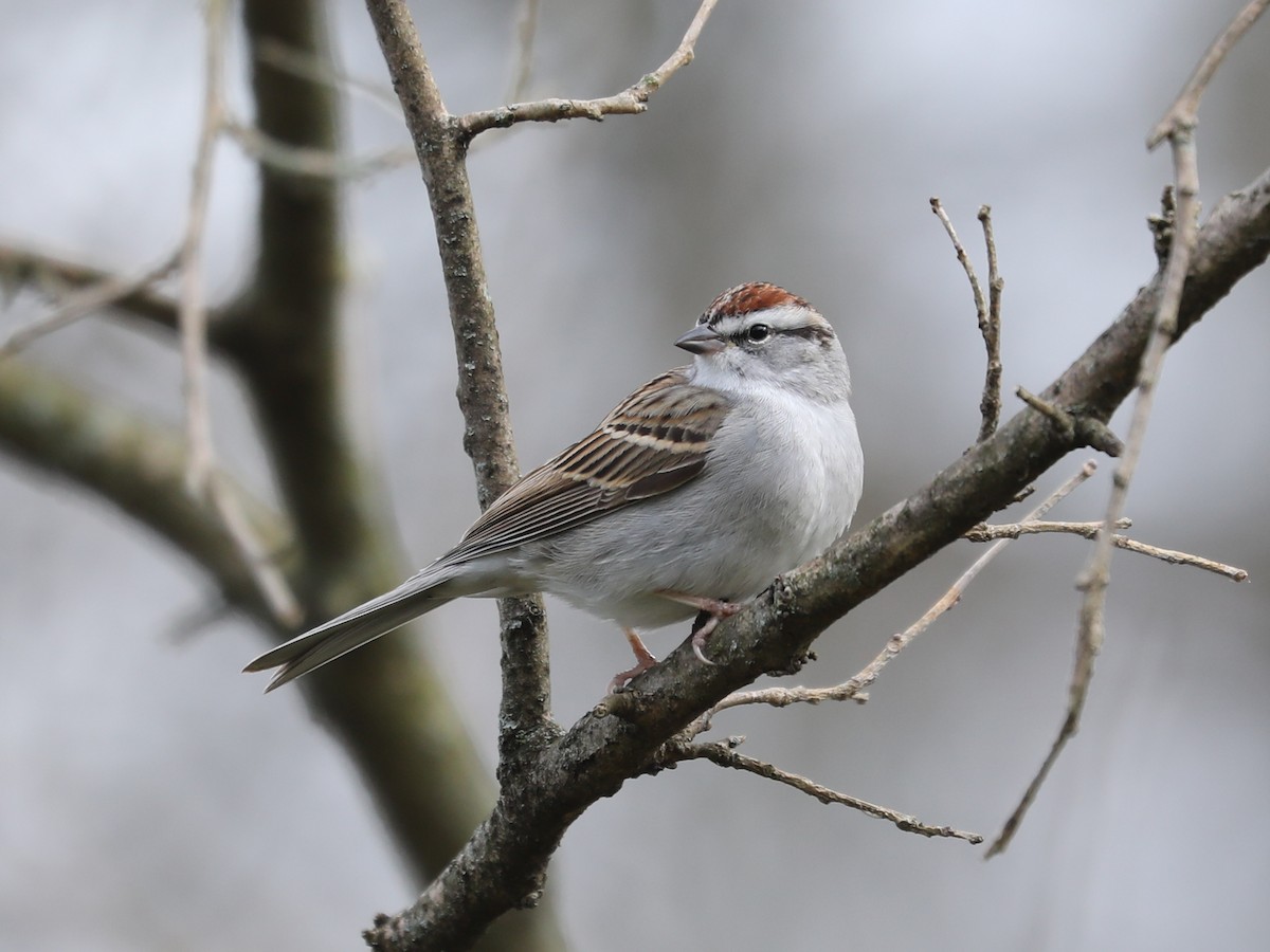 Chipping Sparrow - ML618643991