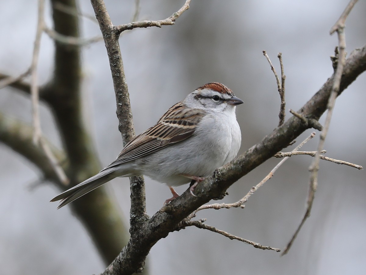 Chipping Sparrow - ML618643992