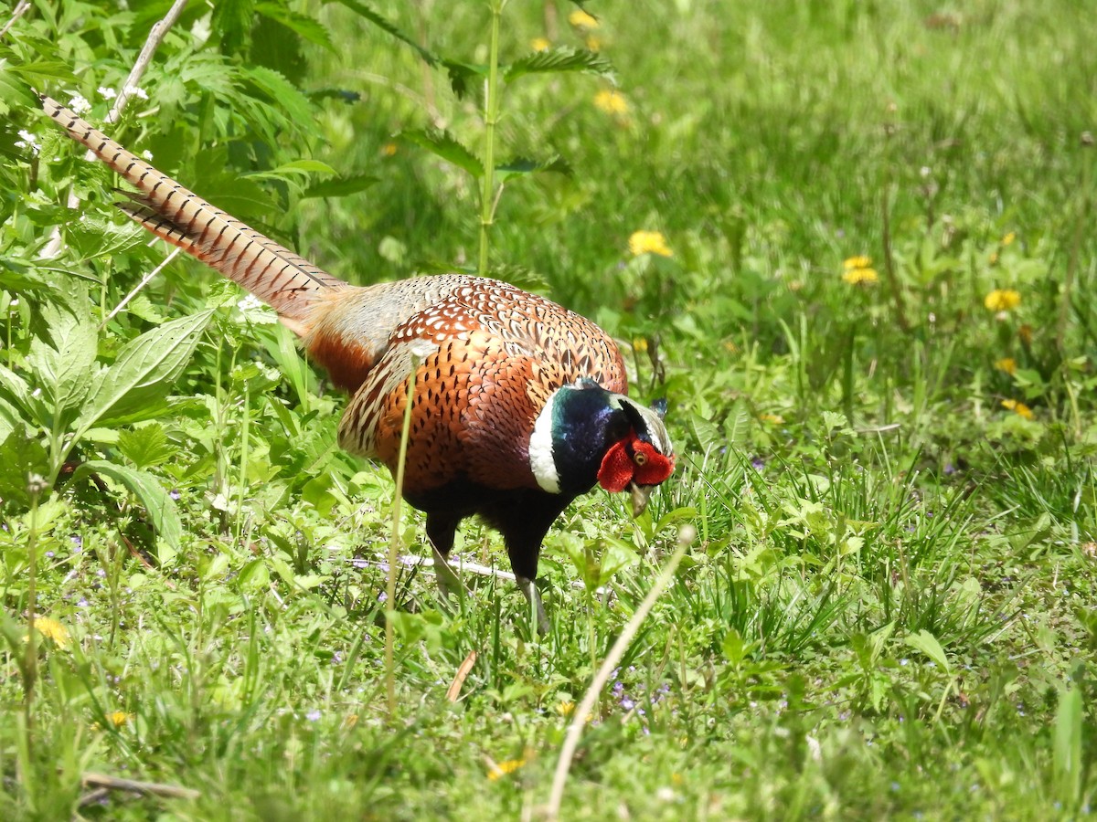 Ring-necked Pheasant - ML618644009