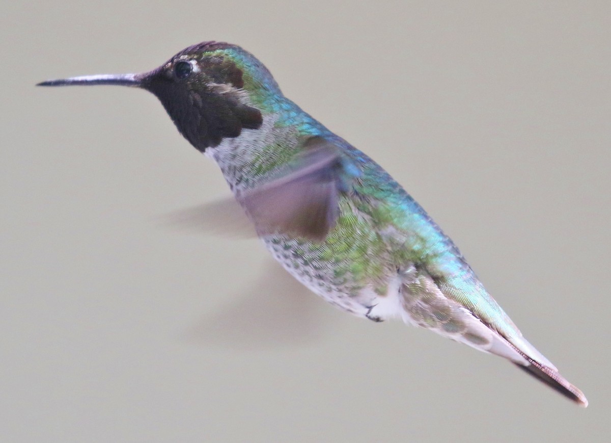 Anna's Hummingbird - ML618644038