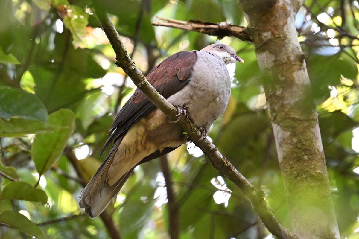 Mountain Imperial-Pigeon - ML618644045