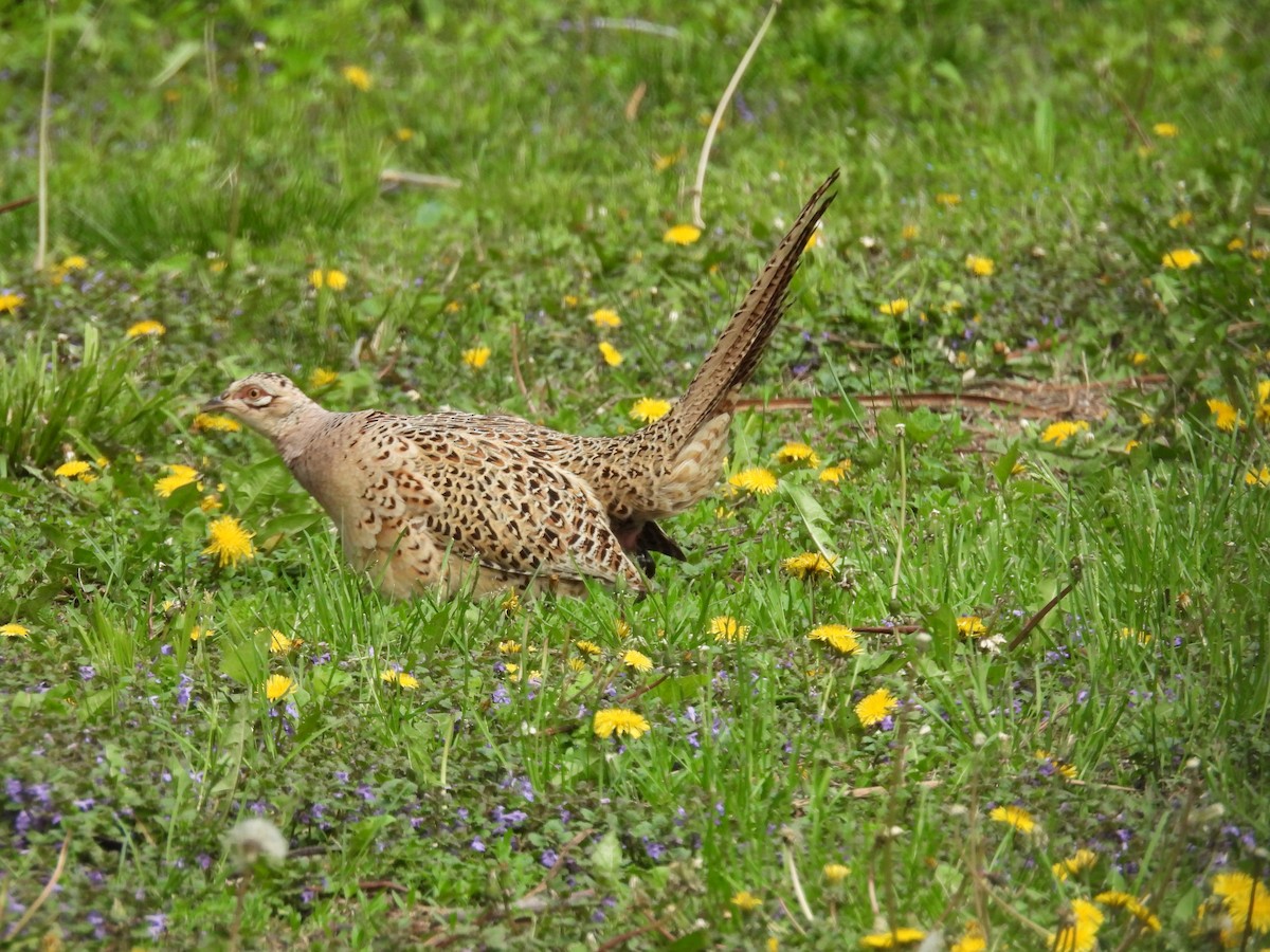 Ring-necked Pheasant - ML618644078