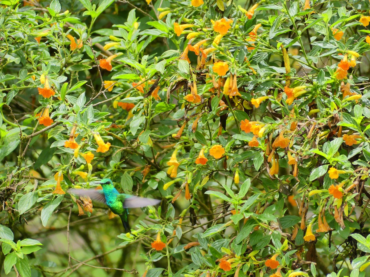kolibřík blýskavý - ML618644087