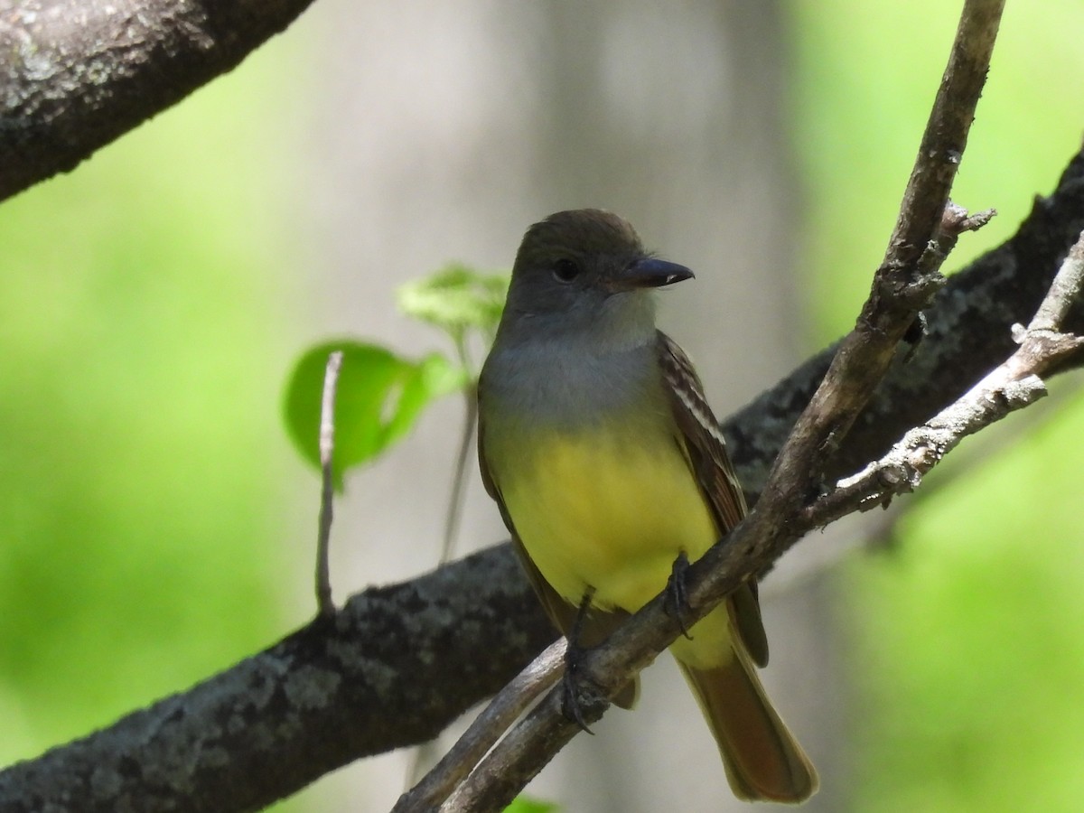 Great Crested Flycatcher - ML618644107
