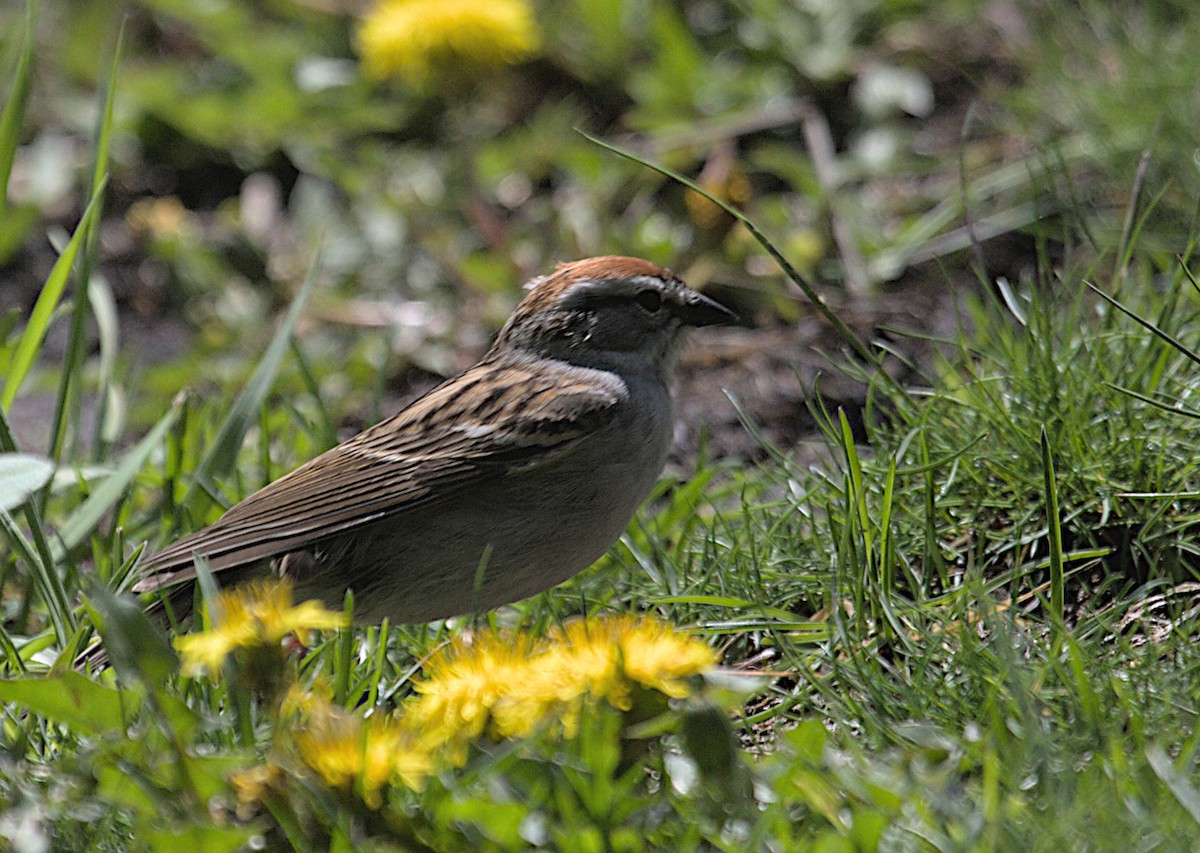 Chipping Sparrow - ML618644165