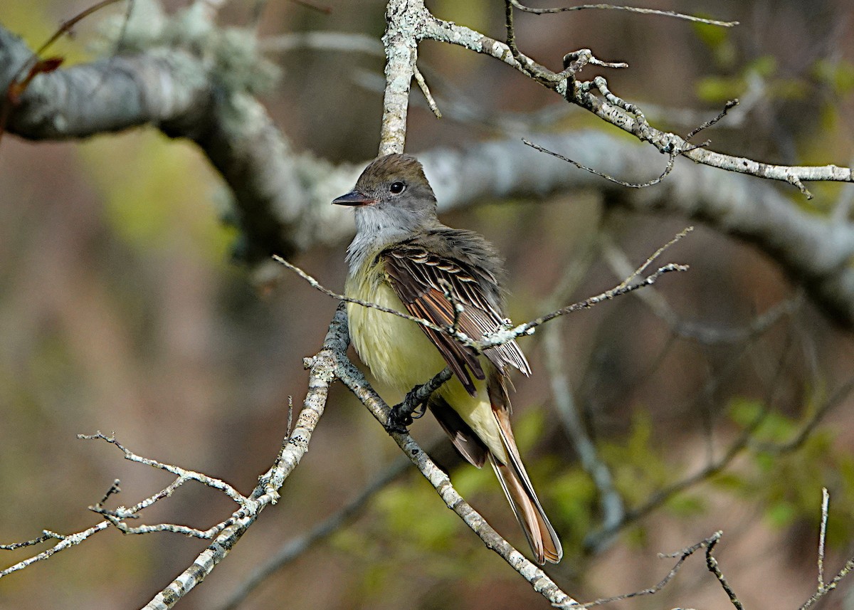 Great Crested Flycatcher - ML618644193