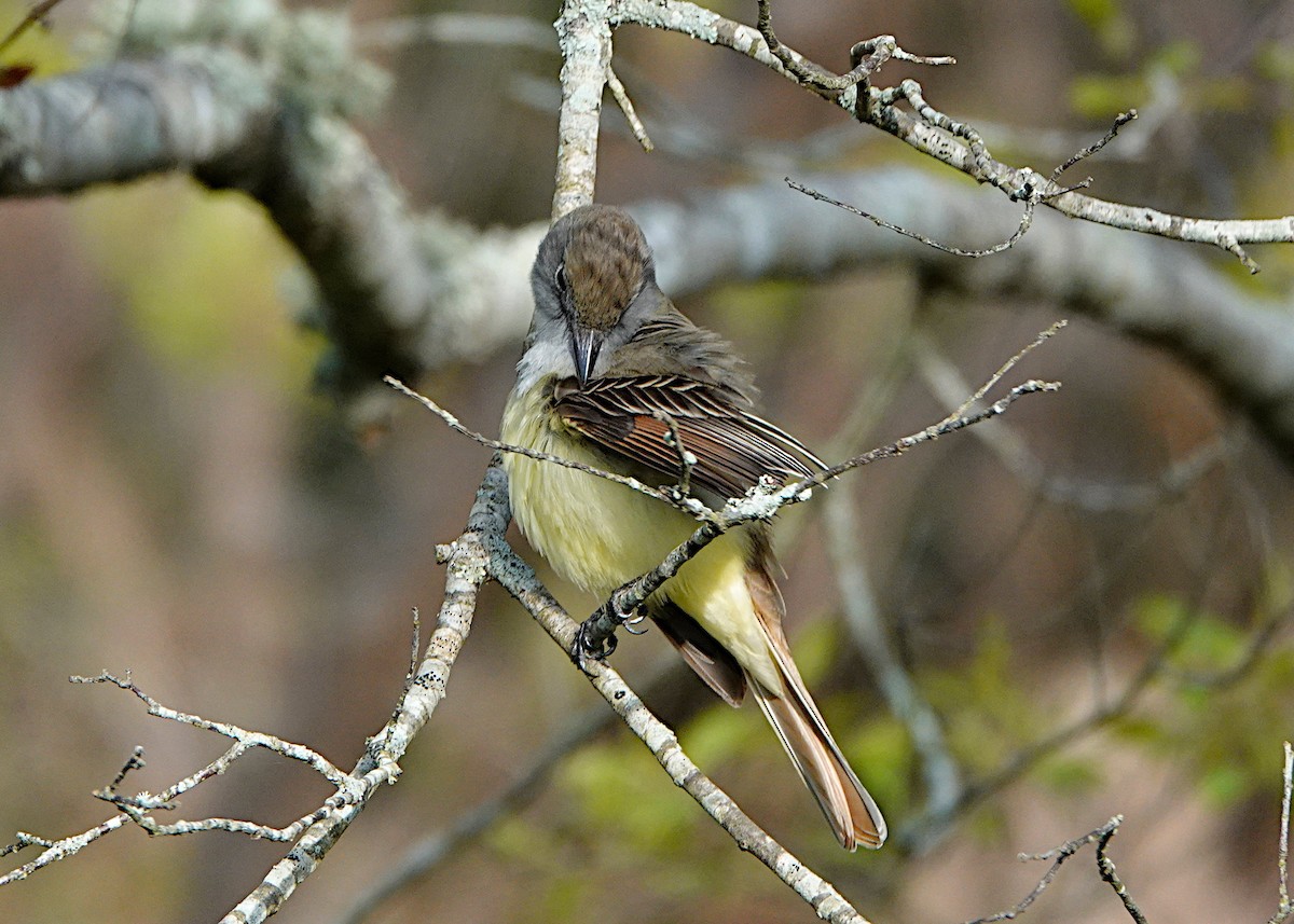 Great Crested Flycatcher - Peter Fang/ Gloria Smith