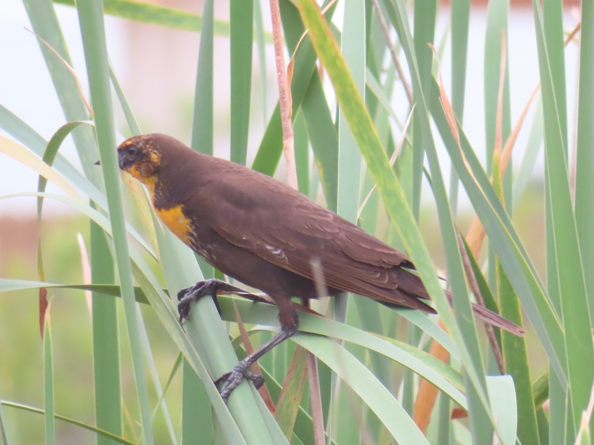 Yellow-headed Blackbird - ML618644219