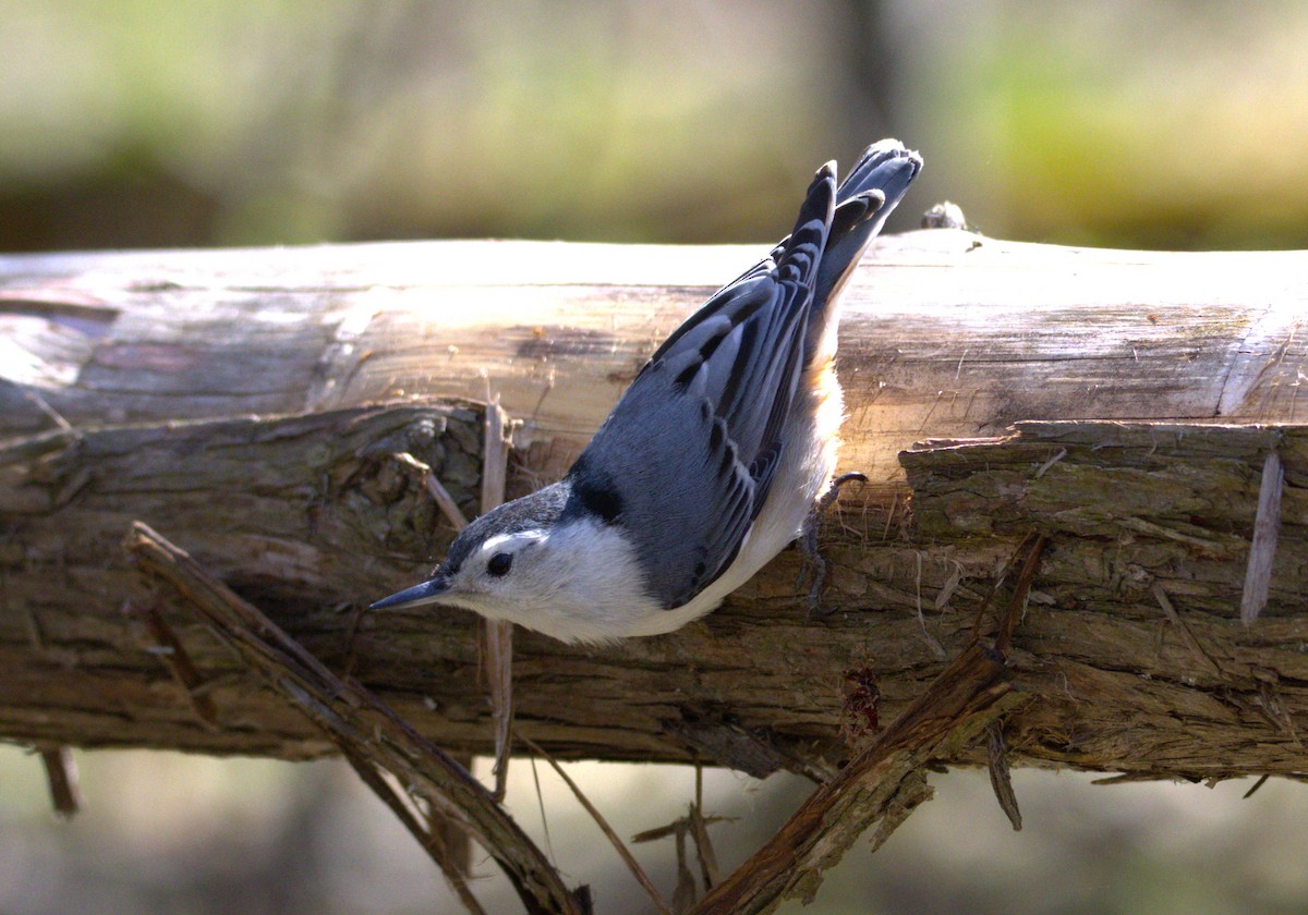 White-breasted Nuthatch - ML618644248