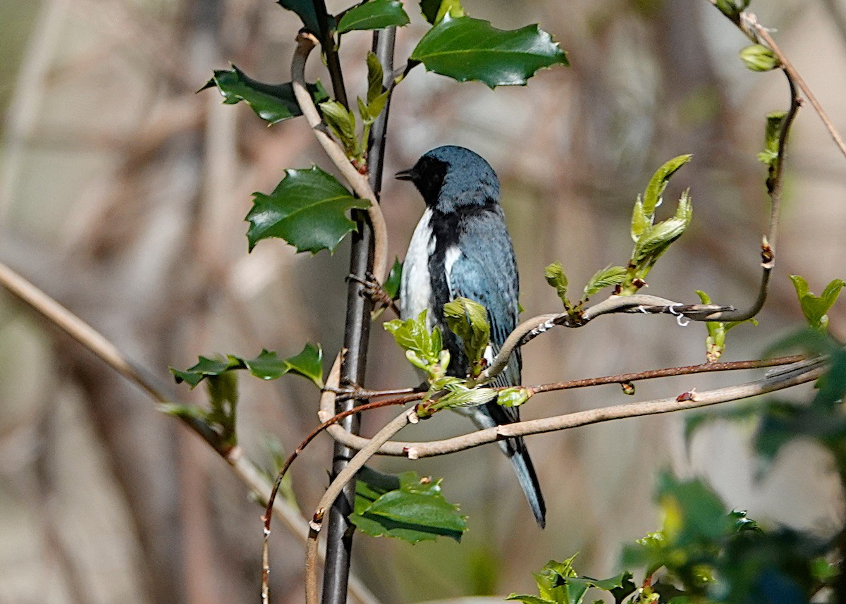 Black-throated Blue Warbler - Peter Fang/ Gloria Smith