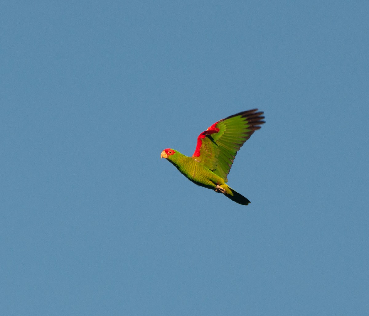 Red-spectacled Parrot - ML618644280