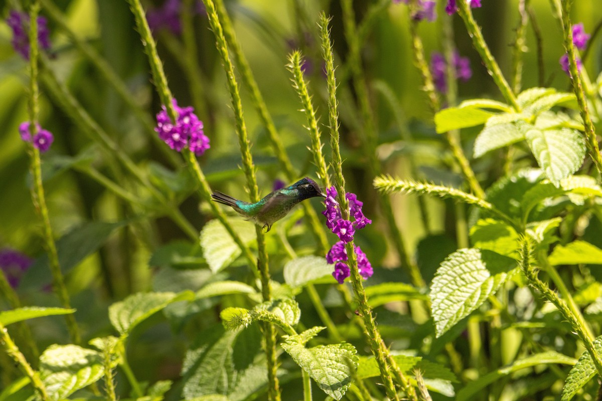 Violet-headed Hummingbird - ML618644319