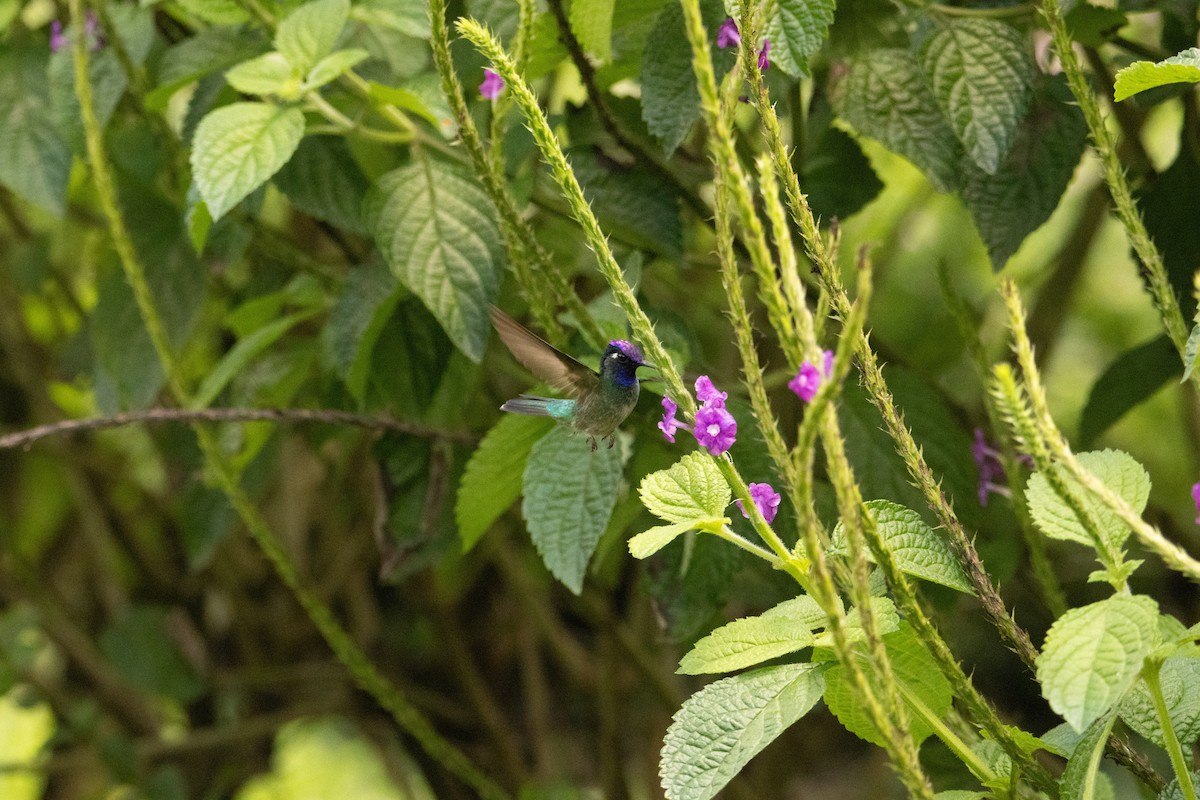 Violet-headed Hummingbird - ML618644323