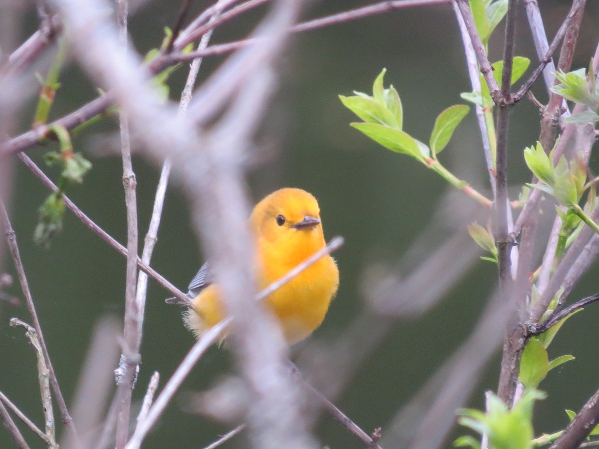 Prothonotary Warbler - ML618644327