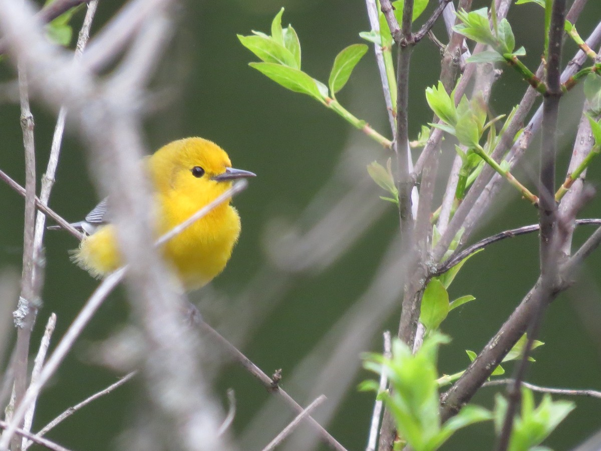 Prothonotary Warbler - ML618644331