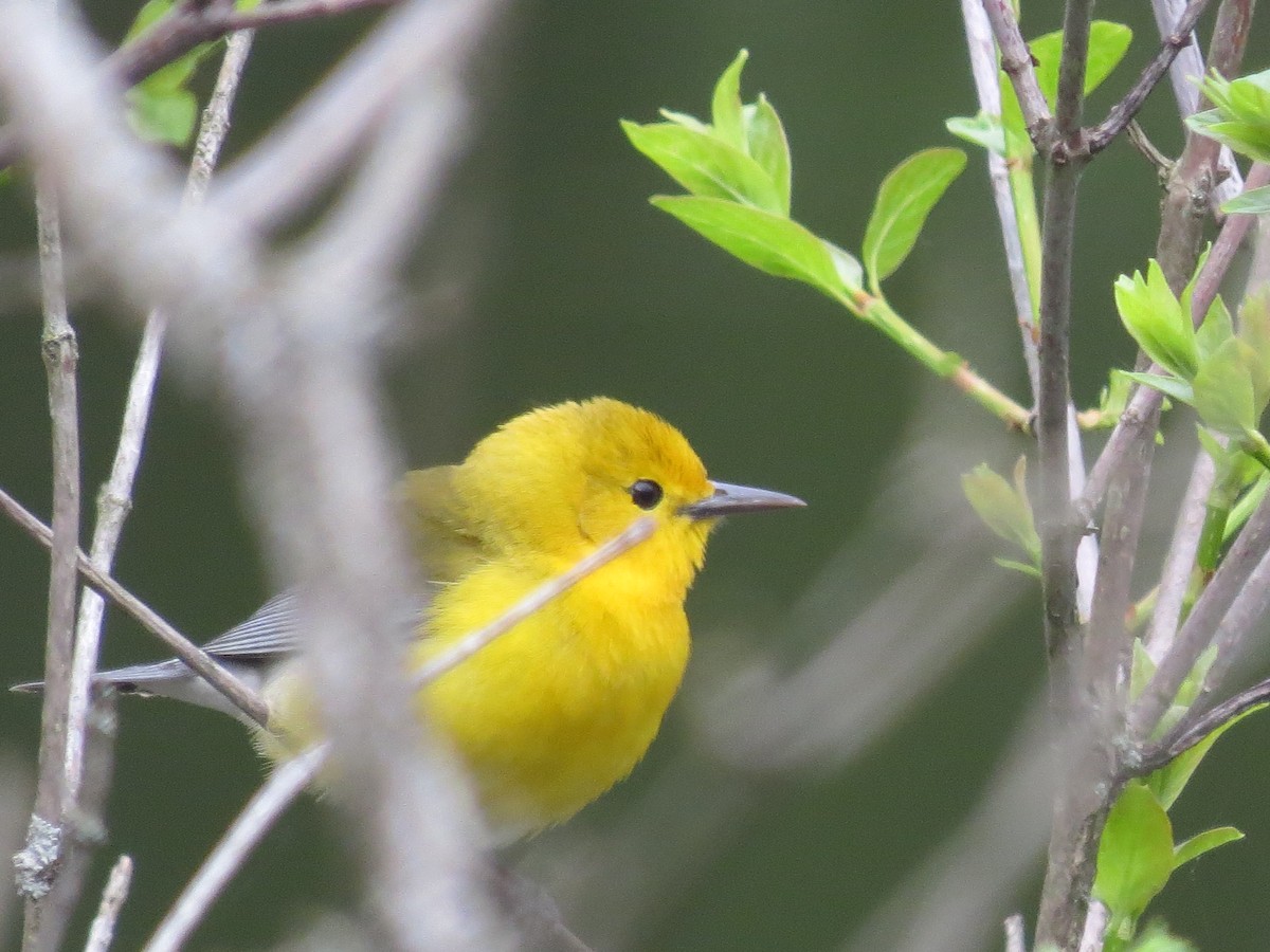 Prothonotary Warbler - ML618644338