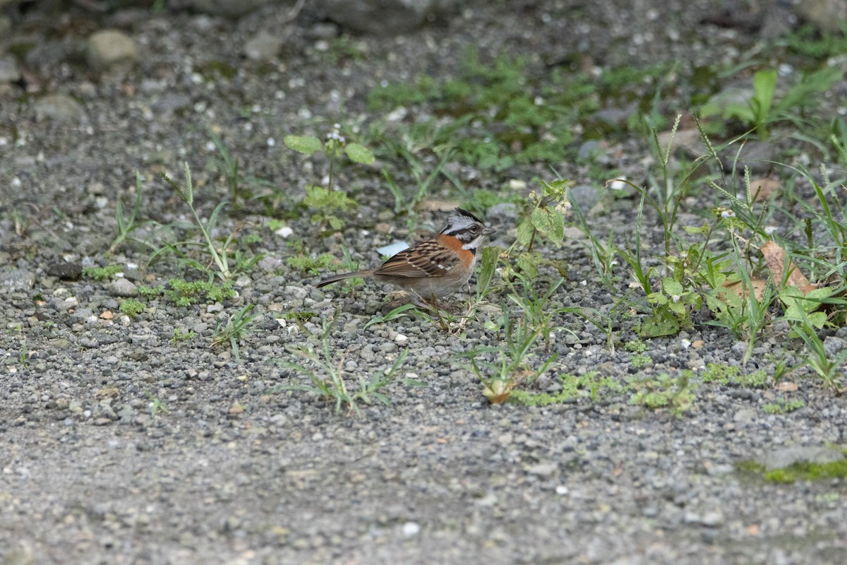 Rufous-collared Sparrow - ML618644369