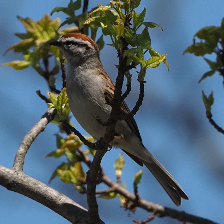 Chipping Sparrow - ML618644378