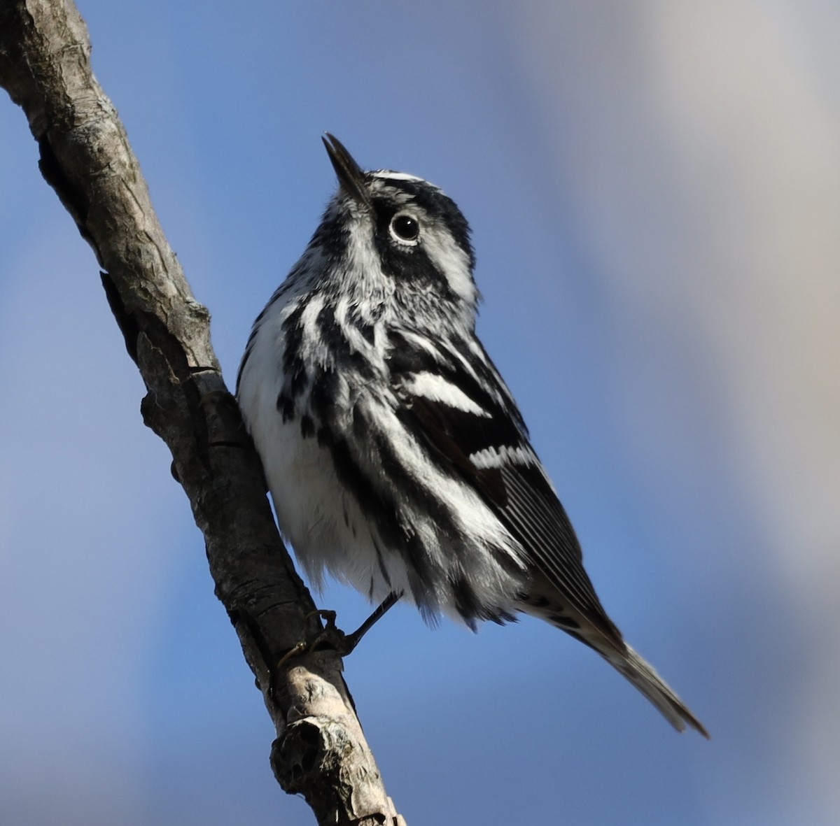 Black-and-white Warbler - Mike McInnis