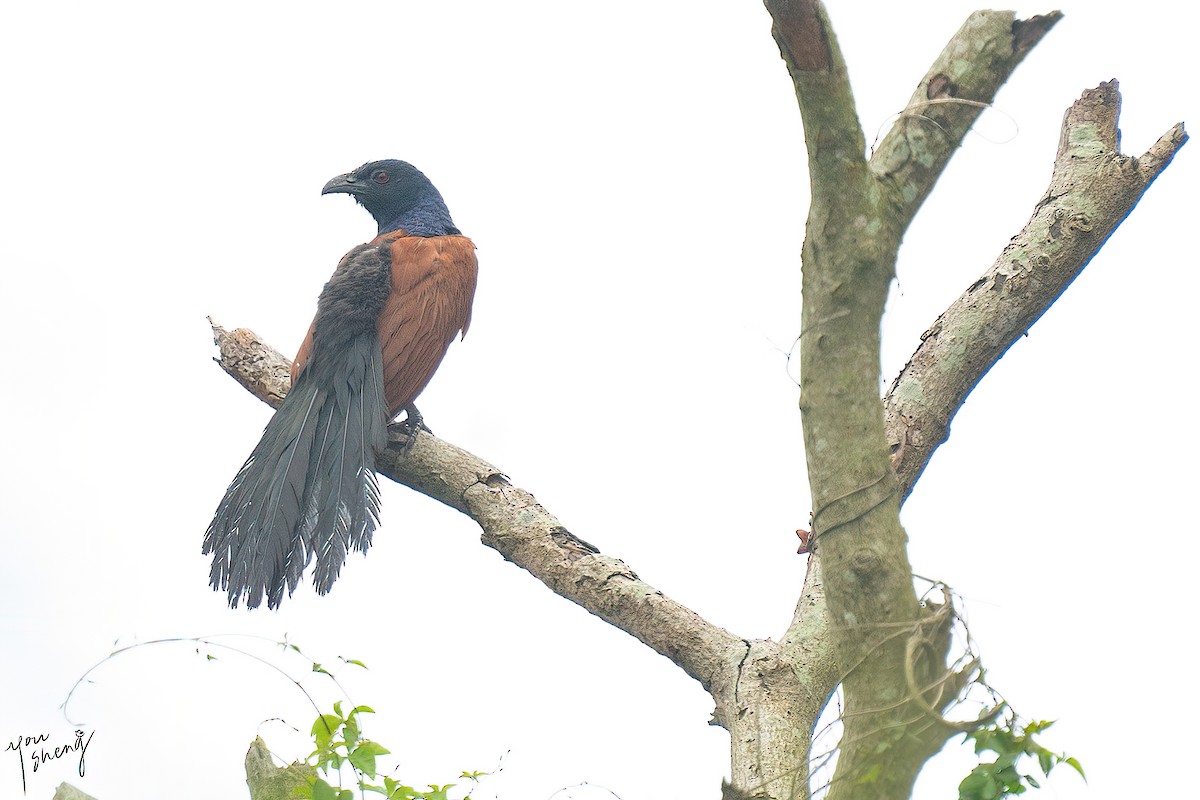 Greater Coucal - ML618644471