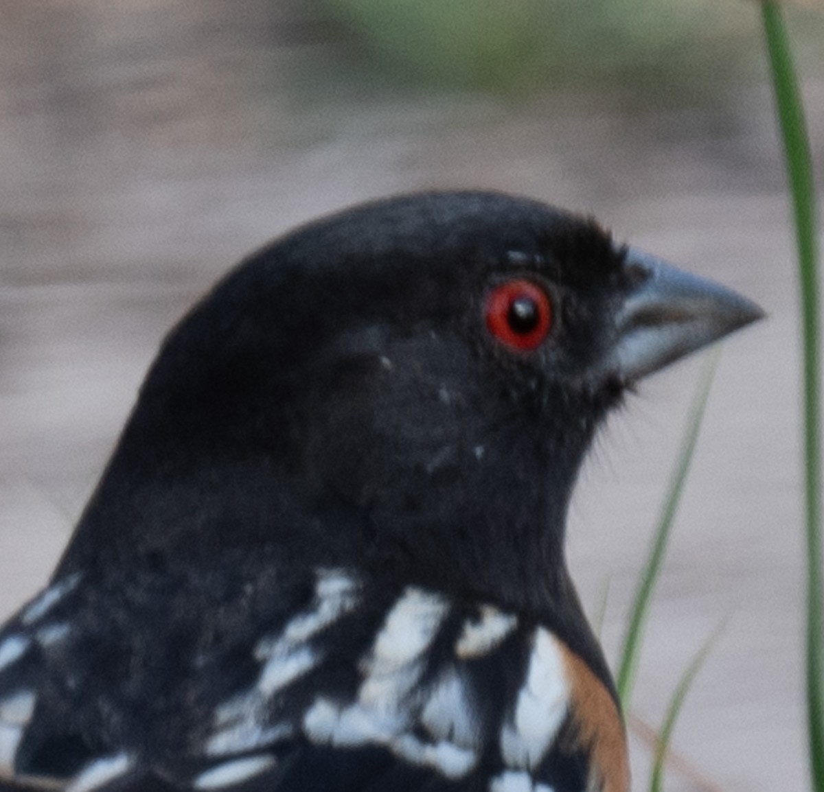 Spotted Towhee - ML618644520