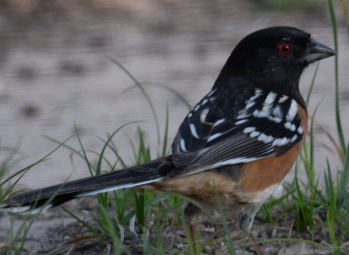 Spotted Towhee - ML618644521