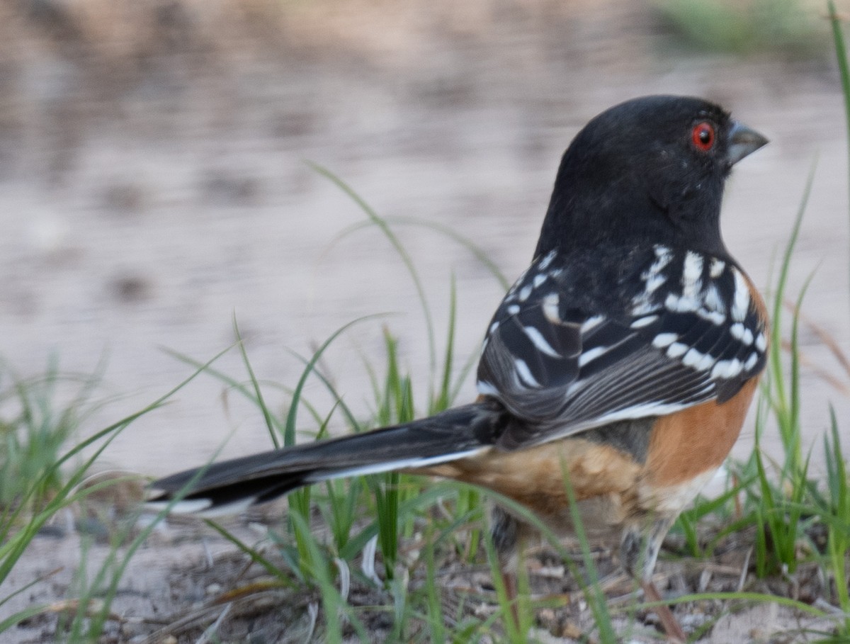 Spotted Towhee - ML618644522